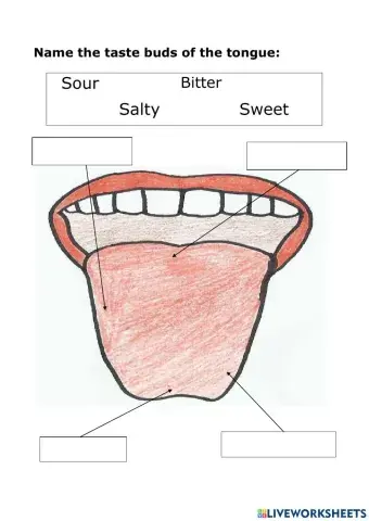 Name the taste buds of the tongue