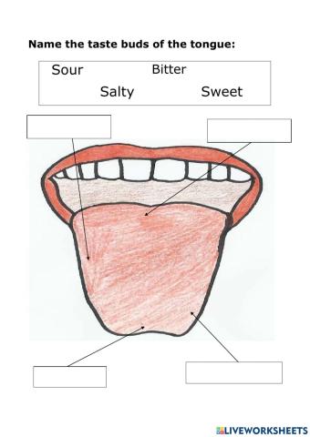 Name the taste buds of the tongue