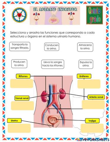 El sistema urinario humano