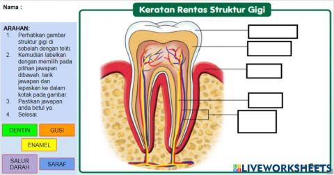 Struktur gigi