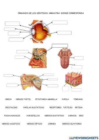 Órganos de los sentidos