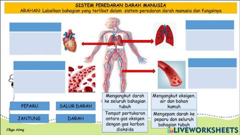 Sistem Peredaran Darah Manusia