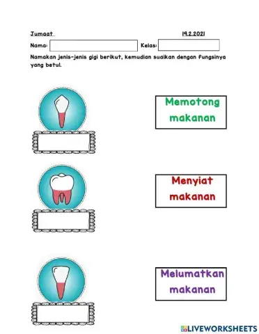 Jenis gigi dan fungsinya