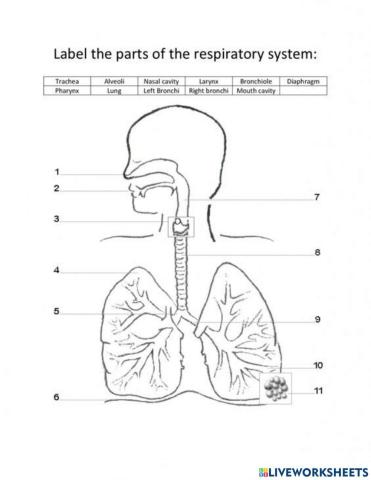 Respiratory system labeling