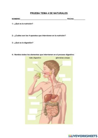 Prueba de la nutrición. digestión y respiración