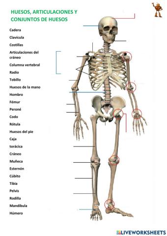 Huesos, articulaciones y conjuntos de huesos