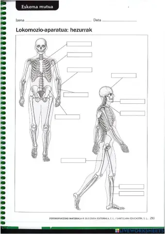 Hezurrak eta giharrak