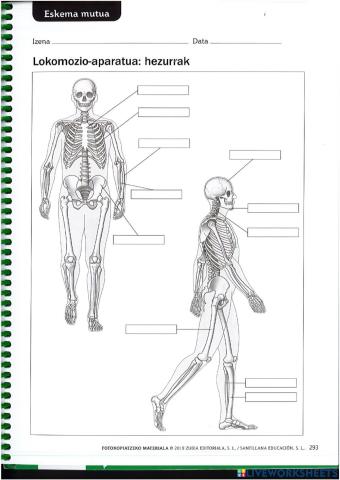 Hezurrak eta giharrak