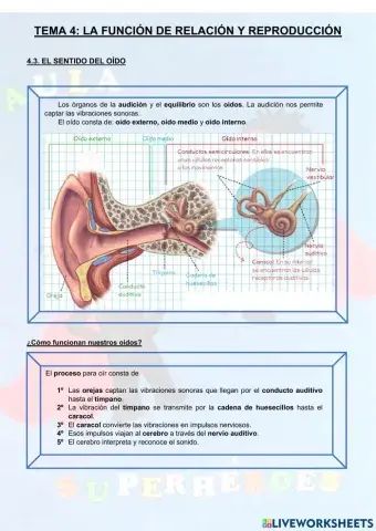El sentido del oído