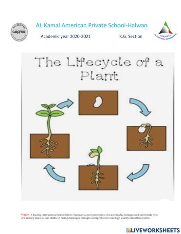 Plant's life cycle -high achievers