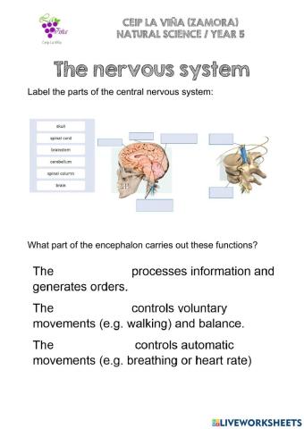 The nervous system