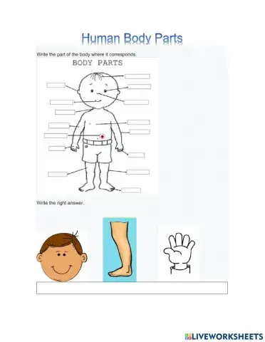 Human Body Parts