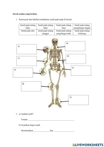 Kedudukan dan fungsi sendi