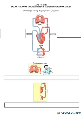 Laluan peredaran darah dan kepentingannya