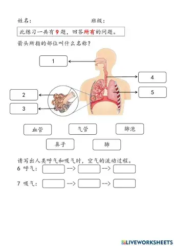 四年级科学——人类的呼吸器官