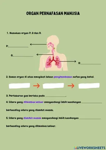 Organ pernafasan manusia