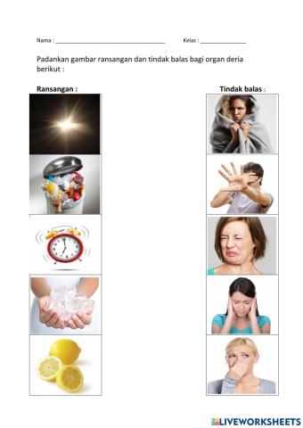 Ransangan dan tindak balas organ deria manusia