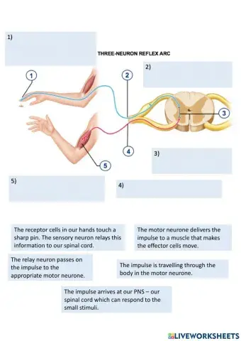 Reflex arc process