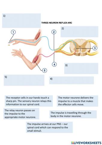 Reflex arc process
