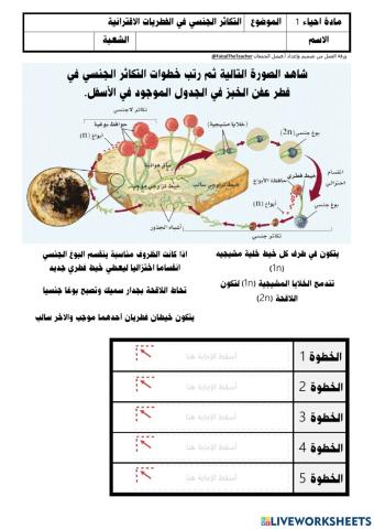 التكاثر الجنسي في الفطريات الاقترانية