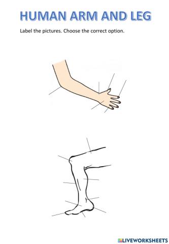Human arm and leg