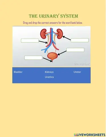 The Urinary System