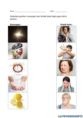 Ransangan dan tindak balas organ deria manusia