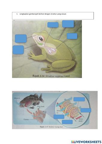 2.4 Adaptasi dalam Sistem Respirasi