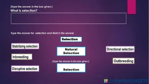 Selection (Variation)
