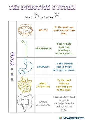 The digestive system.