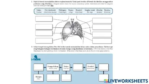 2.1 Human respiratory system part 2