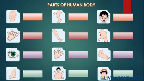 Parts of human body