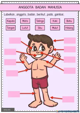 Anggota Badan Manusia