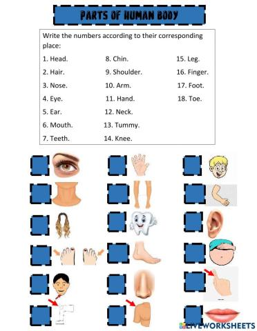 Parts of human body