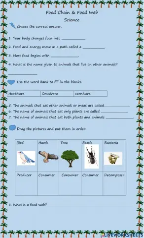 Food Chain and Food Web