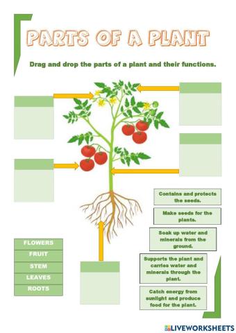 Parts of a plant