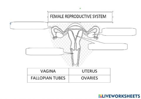 Reproductive and nervous system