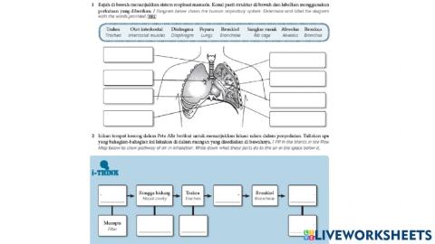 2.1 Human respiratory system