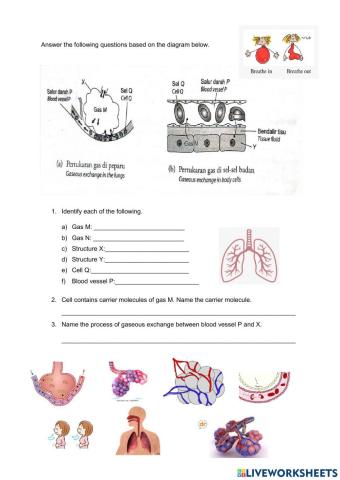 2.2 movement and exchange of gases in alveolus