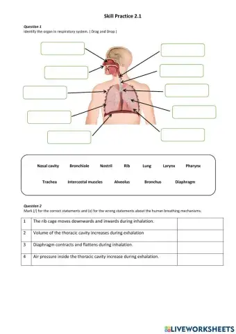 Human respiratory system