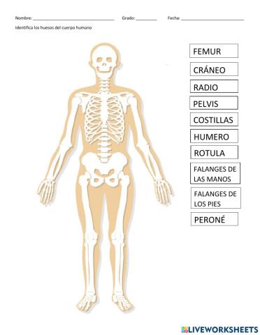 Identifica los huesos del cuerpo humano