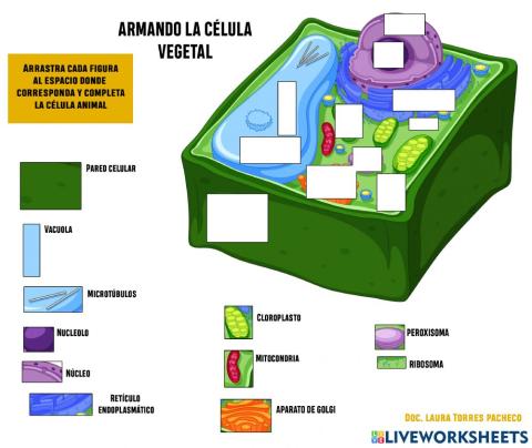 Explorando la célula vegetal - quinto grado