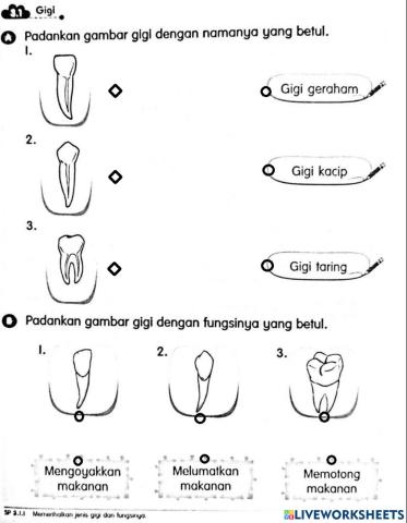 Jenis Gigi dan Fungsi