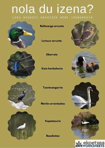 Lotu hegazti bakoitza bere izenarekin