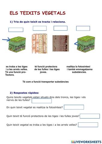 Els teixits vegetals