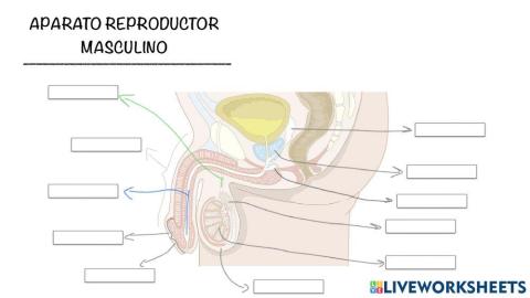 Aparato reproductor masculino