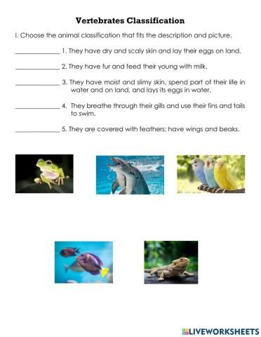 Vertebrates Classification QUIZ