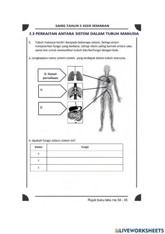 Sistem peredaran darah manusia