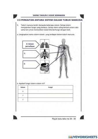 Sistem peredaran darah manusia
