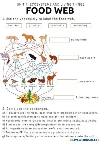 Food webs and Food chains